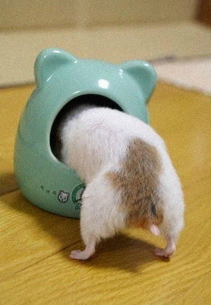 Cute-Hamster-Butts