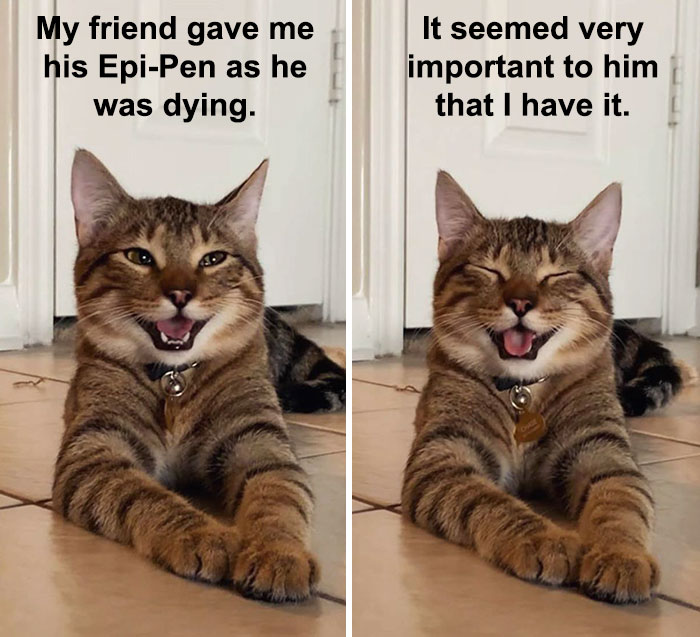 Cat-Meme-Joke
