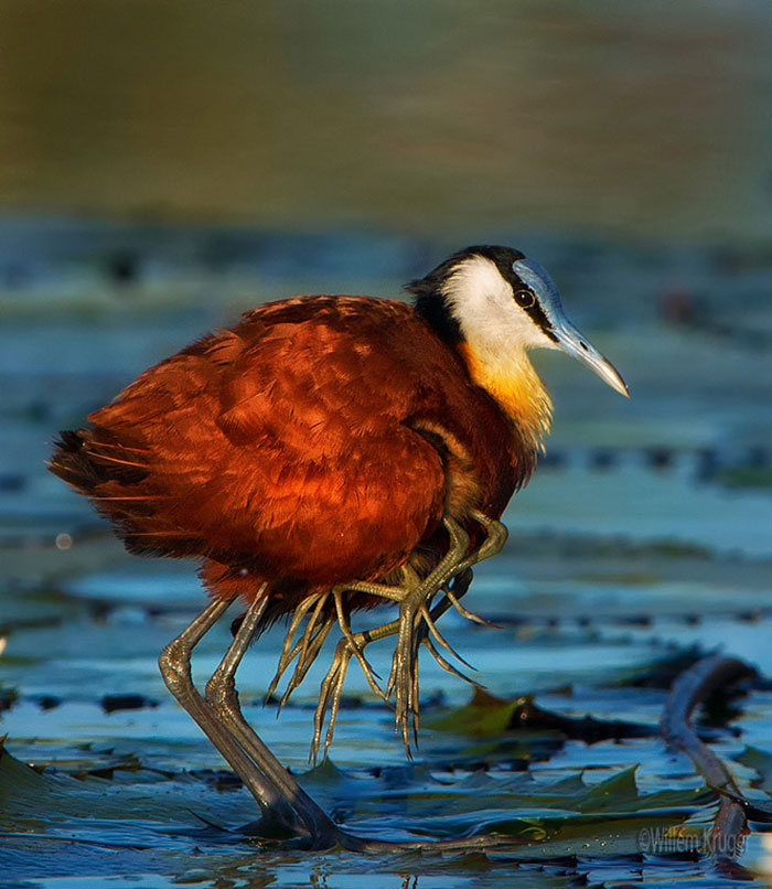 Protective Father Birds Hides His Chicks From Danger In Adorable Photos Protective Father Birds Hides His Chicks From Danger In Adorable Photos