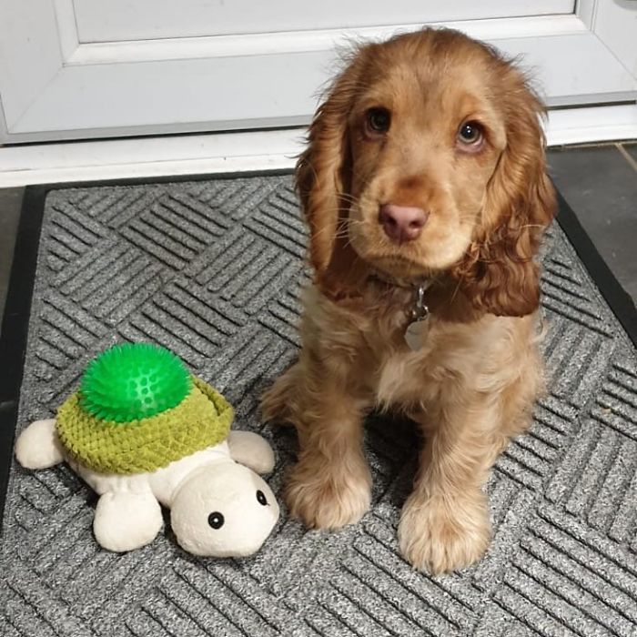Meet Winnie, The Cocker Spaniel That Looks Like A Real-Life Disney Character