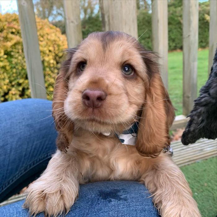 Meet Winnie, The Cocker Spaniel That Looks Like A Real-Life Disney Character Meet Winnie, The Cocker Spaniel That Looks Like A Real-Life Disney Character