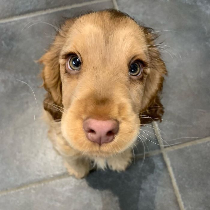 Meet Winnie, The Cocker Spaniel That Looks Like A Real-Life Disney Character