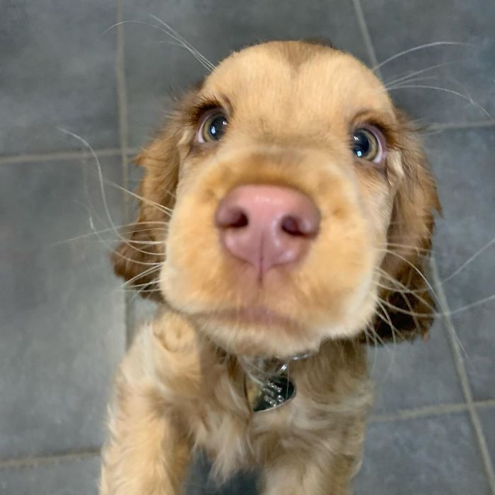 Meet Winnie, The Cocker Spaniel That Looks Like A Real-Life Disney Character