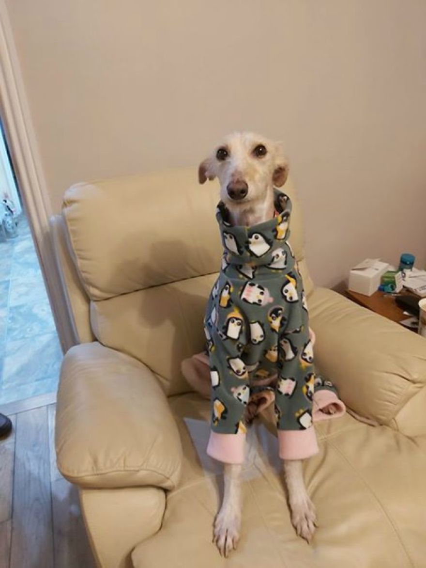 Dog Is Found In The Streets On The Brink Of Death, Makes A Miraculous Recovery Dog Is Found In The Streets On The Brink Of Death, Makes A Miraculous Recovery