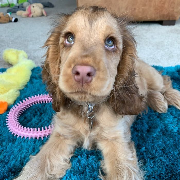 Meet Winnie, The Cocker Spaniel That Looks Like A Real-Life Disney Character