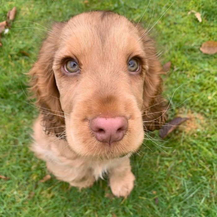Meet Winnie, The Cocker Spaniel That Looks Like A Real-Life Disney Character Meet Winnie, The Cocker Spaniel That Looks Like A Real-Life Disney Character