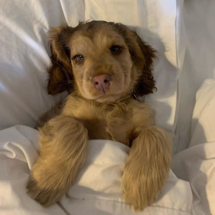 Meet Winnie, The Cocker Spaniel That Looks Like A Real-Life Disney Character Meet Winnie, The Cocker Spaniel That Looks Like A Real-Life Disney Character