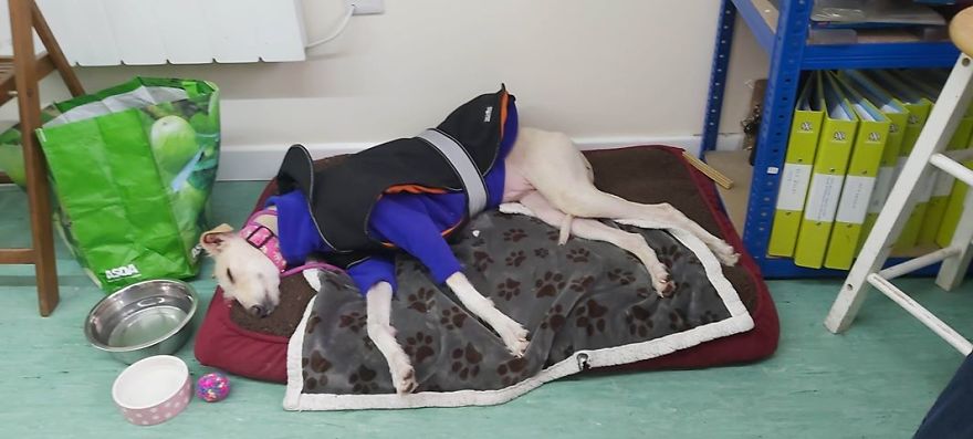 Dog Is Found In The Streets On The Brink Of Death, Makes A Miraculous Recovery Dog Is Found In The Streets On The Brink Of Death, Makes A Miraculous Recovery