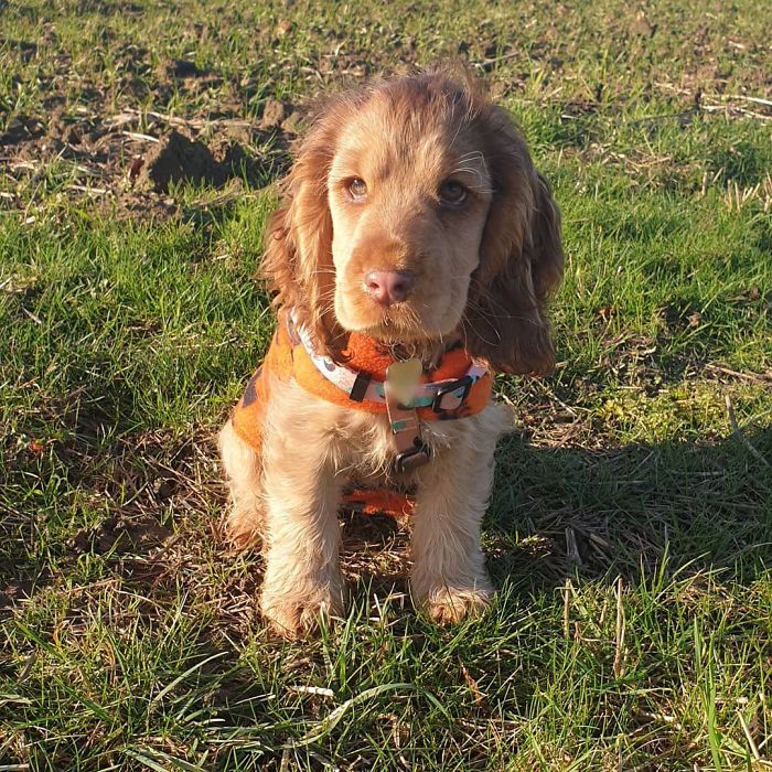 Meet Winnie, The Cocker Spaniel That Looks Like A Real-Life Disney Character