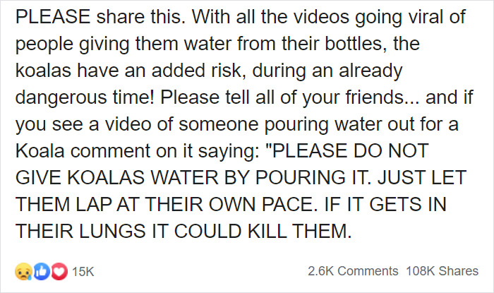 After One Koala Dies Due To Being Given Water Improperly, Vets Explain How To Do It Right After One Koala Dies Due To Being Given Water Improperly, Vets Explain How To Do It Right