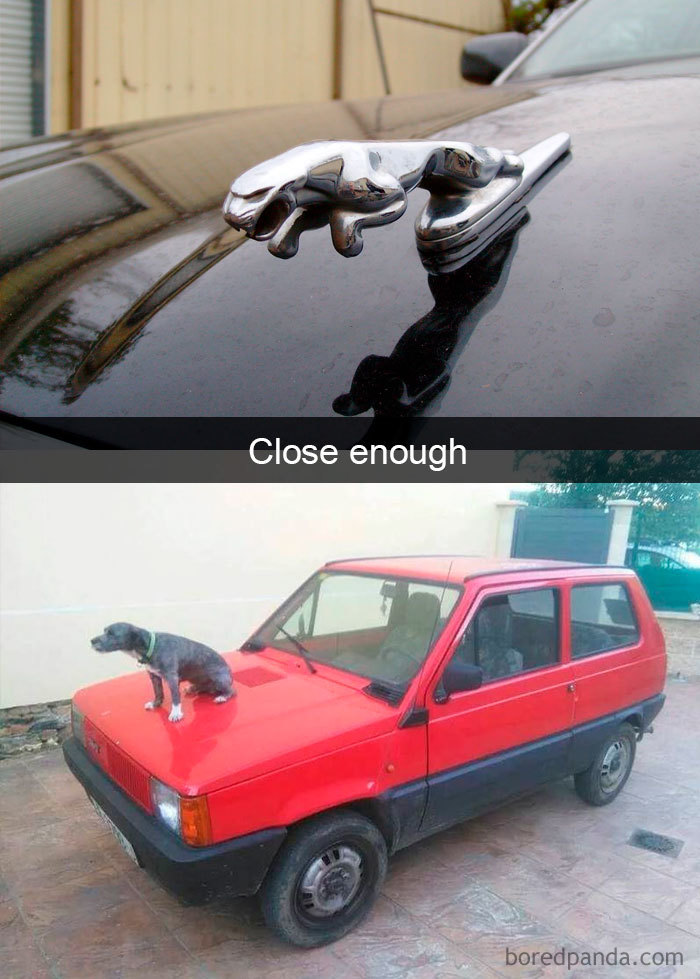 Funny-Hilarious-Dog-Snapchats