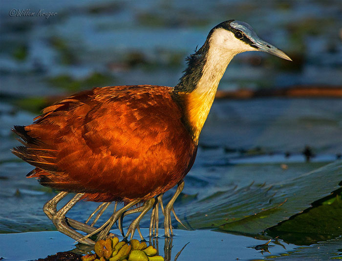 Protective Father Birds Hides His Chicks From Danger In Adorable Photos Protective Father Birds Hides His Chicks From Danger In Adorable Photos