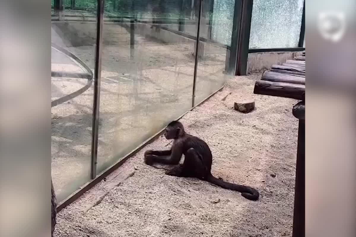 Zoo's Visitor Sees Monkey Sharpening A Rock, Later It Uses It To Shatter Its Glass Enclosure