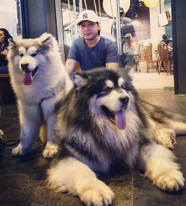 Giant Malamute Family