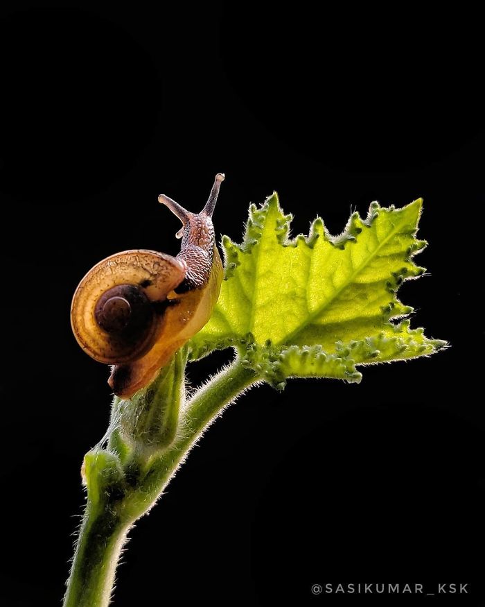 Macro-Smartphone-Photos-Indian-Photographer-Sasi-Kumar