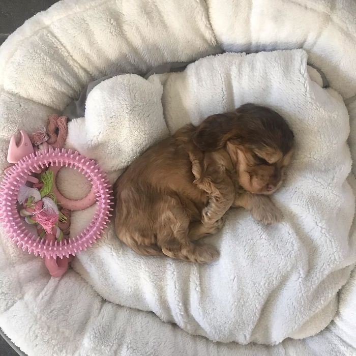 Meet Winnie, The Cocker Spaniel That Looks Like A Real-Life Disney Character Meet Winnie, The Cocker Spaniel That Looks Like A Real-Life Disney Character