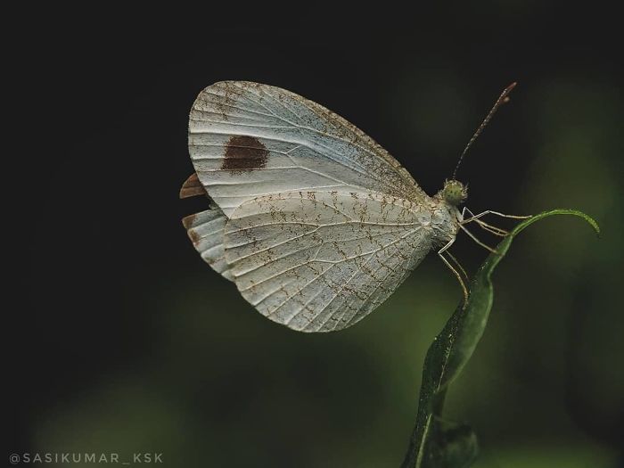 Macro-Smartphone-Photos-Indian-Photographer-Sasi-Kumar