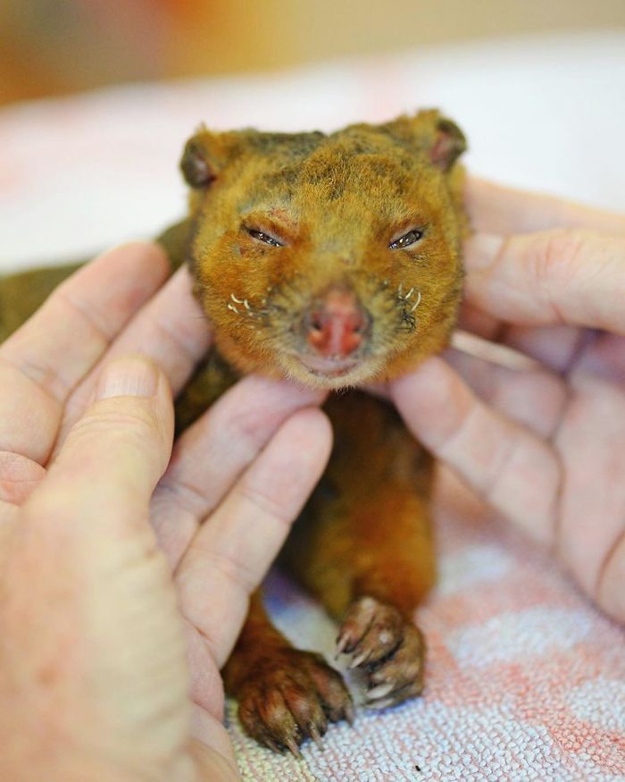 Since Half A Billion Animals Were Potentially Lost In Australian Bushfires, The Irwin Family Stepped In And Already Helped Over 90,000 Animals