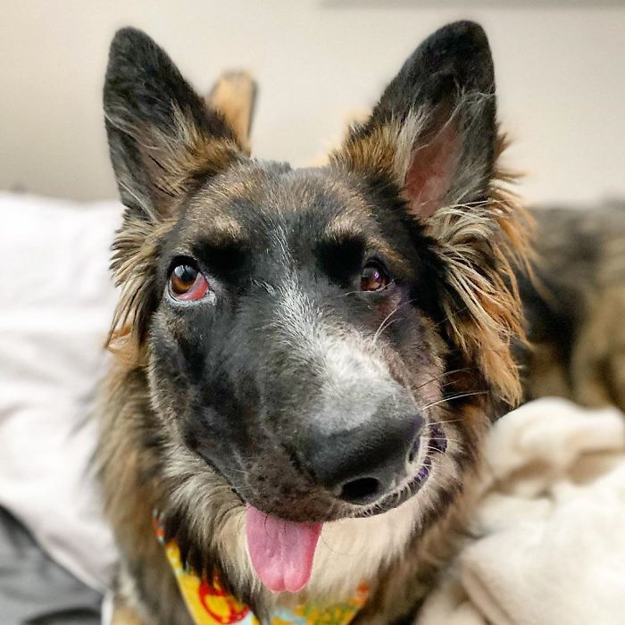 Dog Finally Gets Adopted After His Mother's Attack Left His Face Wonky