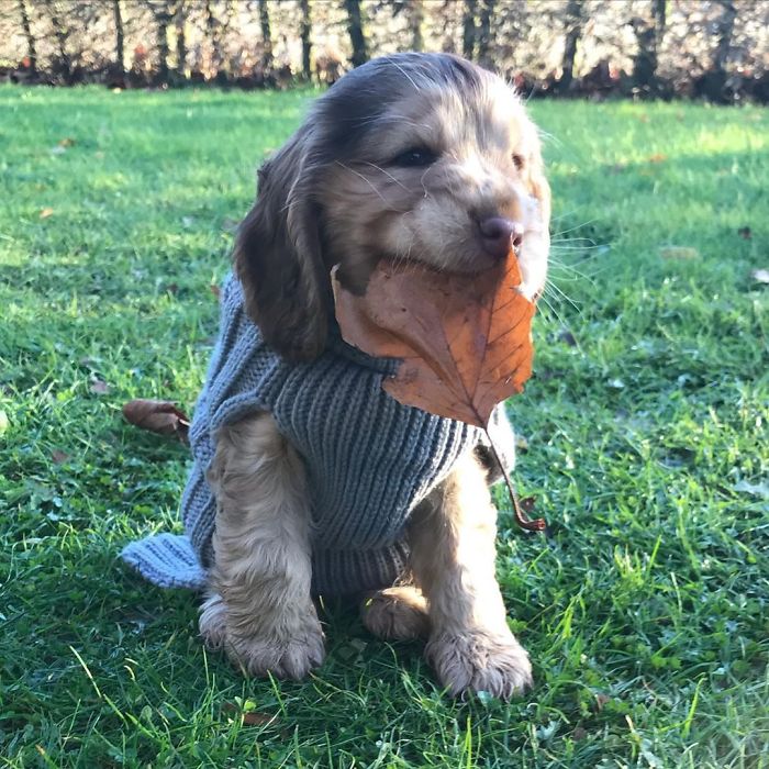 Meet Winnie, The Cocker Spaniel That Looks Like A Real-Life Disney Character Meet Winnie, The Cocker Spaniel That Looks Like A Real-Life Disney Character