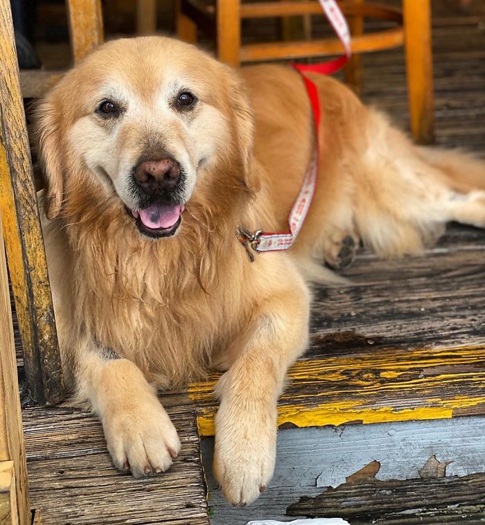 Vets Save Man’s Dog From Cancer, He Thanks Them With A $6M Super Bowl Ad Vets Save Man’s Dog From Cancer, He Thanks Them With A $6M Super Bowl Ad