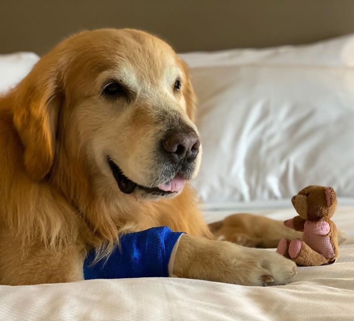 Vets Save Man’s Dog From Cancer, He Thanks Them With A $6M Super Bowl Ad Vets Save Man’s Dog From Cancer, He Thanks Them With A $6M Super Bowl Ad