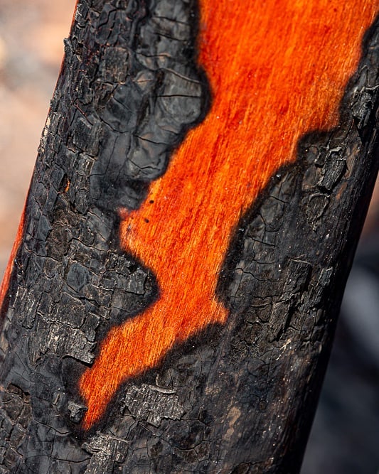 Australia-Forests-After-Wildfires-Photo