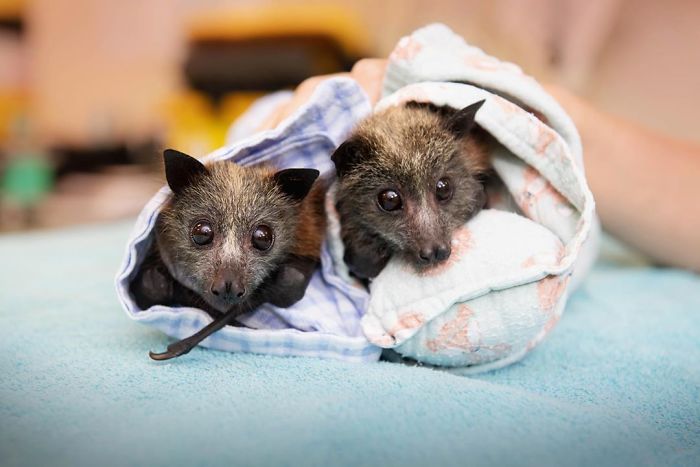 Over 600 Bats Were Transported From Caring Facilities Evacuated In New South Wales Due To Fire. Our Australia Zoo Wildlife Hospital Has Treated Over 100 Of These Beautiful Little Souls. I Wanted To Share With You Some Of The Sweet Faces That Are Getting A Second Chance At Life