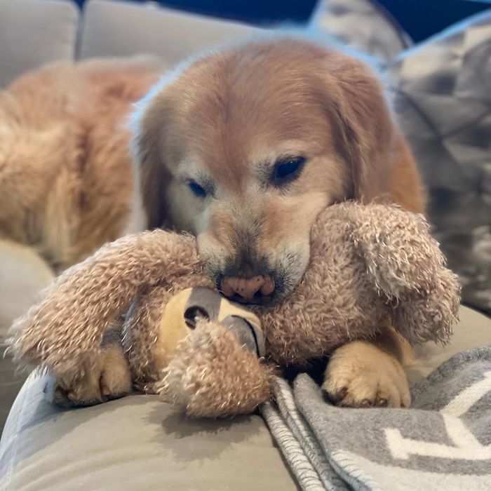 Vets Save Man’s Dog From Cancer, He Thanks Them With A $6M Super Bowl Ad Vets Save Man’s Dog From Cancer, He Thanks Them With A $6M Super Bowl Ad