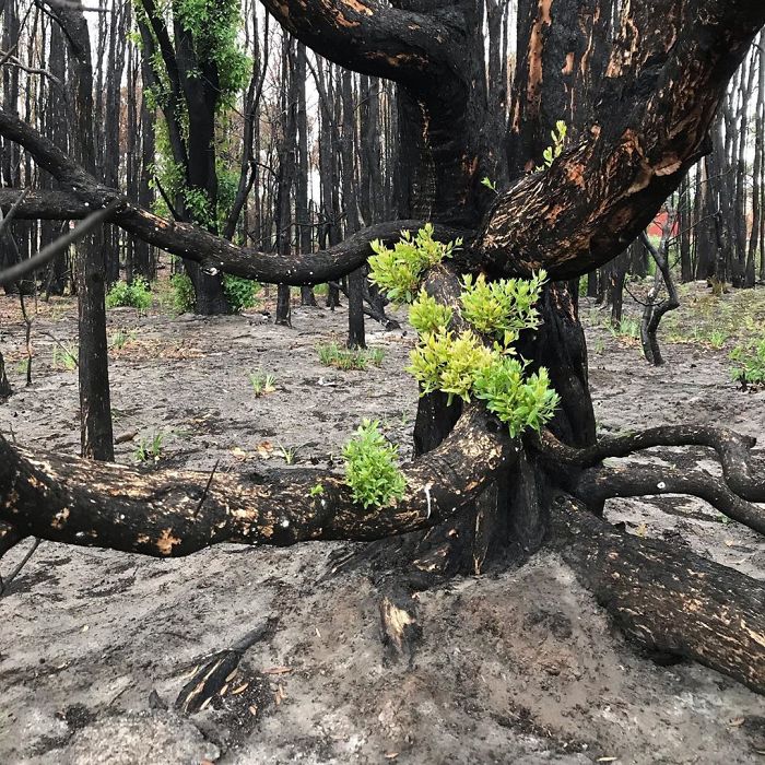 Australia-Forests-After-Wildfires-Photo