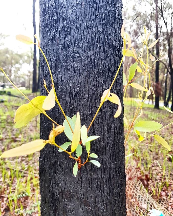 Australia-Forests-After-Wildfires-Photo