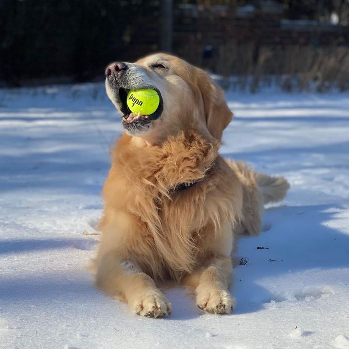 Vets Save Man’s Dog From Cancer, He Thanks Them With A $6M Super Bowl Ad Vets Save Man’s Dog From Cancer, He Thanks Them With A $6M Super Bowl Ad