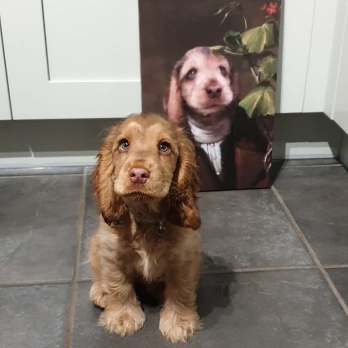 Meet Winnie, The Cocker Spaniel That Looks Like A Real-Life Disney Character