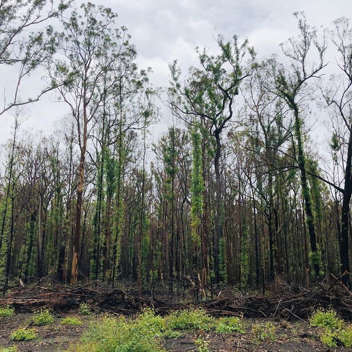 Australia-Forests-After-Wildfires-Photo