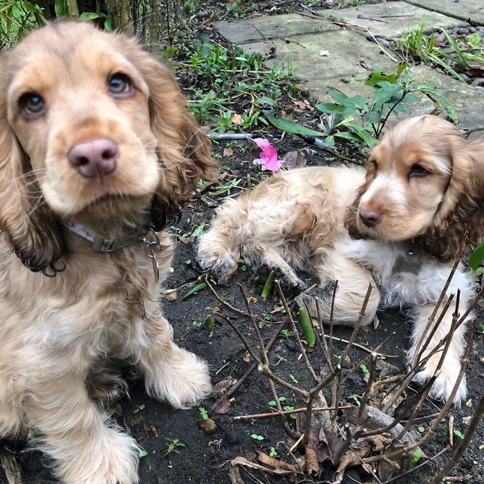 Meet Winnie, The Cocker Spaniel That Looks Like A Real-Life Disney Character Meet Winnie, The Cocker Spaniel That Looks Like A Real-Life Disney Character