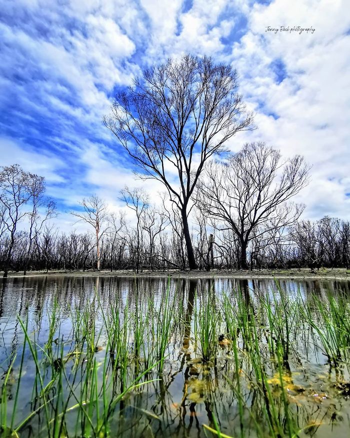 Australia-Forests-After-Wildfires-Photo