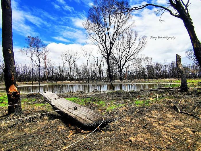 Australia-Forests-After-Wildfires-Photo