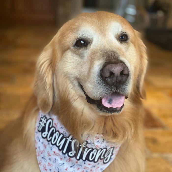 Vets Save Man’s Dog From Cancer, He Thanks Them With A $6M Super Bowl Ad Vets Save Man’s Dog From Cancer, He Thanks Them With A $6M Super Bowl Ad