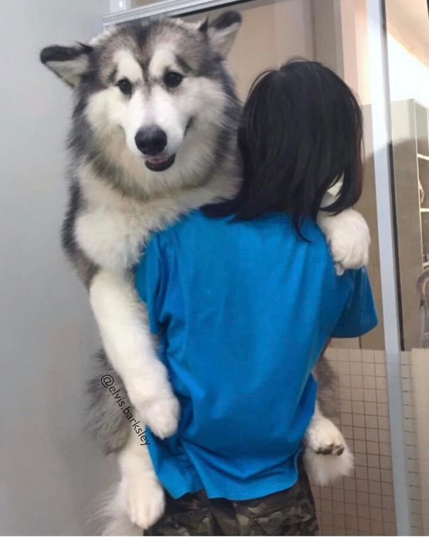 Even This Big Guy Gets Tired