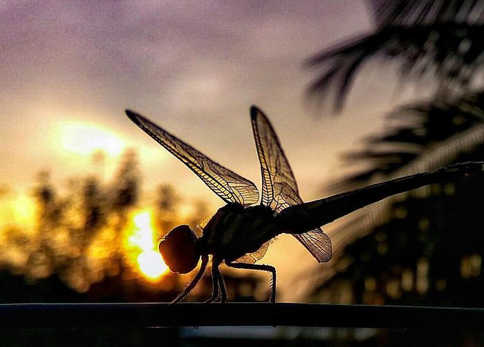 Macro-Smartphone-Photos-Indian-Photographer-Sasi-Kumar