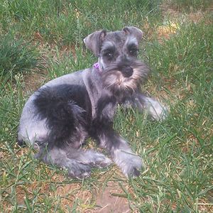 picologirlie26 avatar