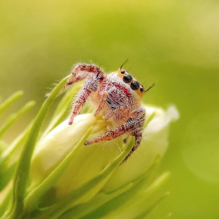 Macro-Smartphone-Photos-Indian-Photographer-Sasi-Kumar