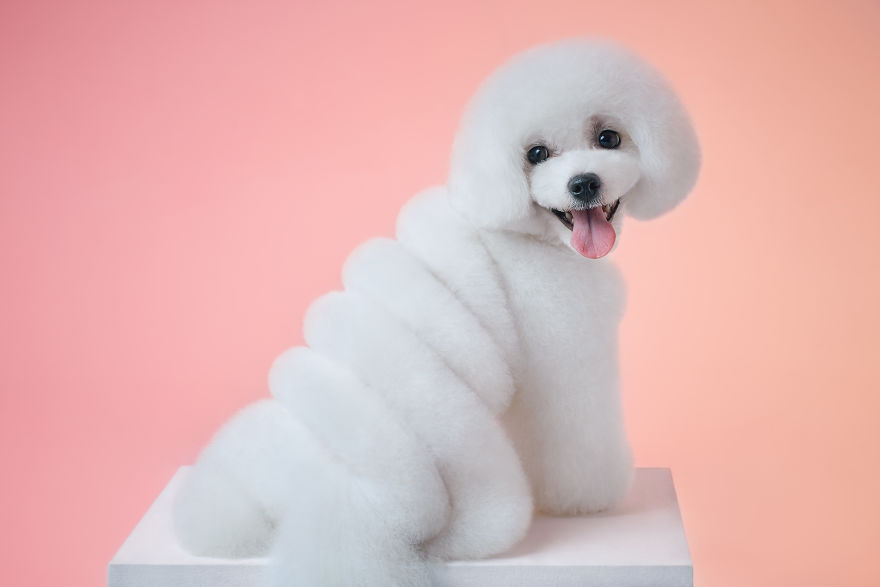 We Prove That Every Dog Can Be A Perfect Model With A Collection Of Artistic And Contemporary-Look Dog Portraits