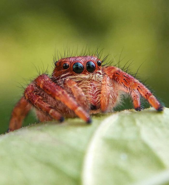 Macro-Smartphone-Photos-Indian-Photographer-Sasi-Kumar