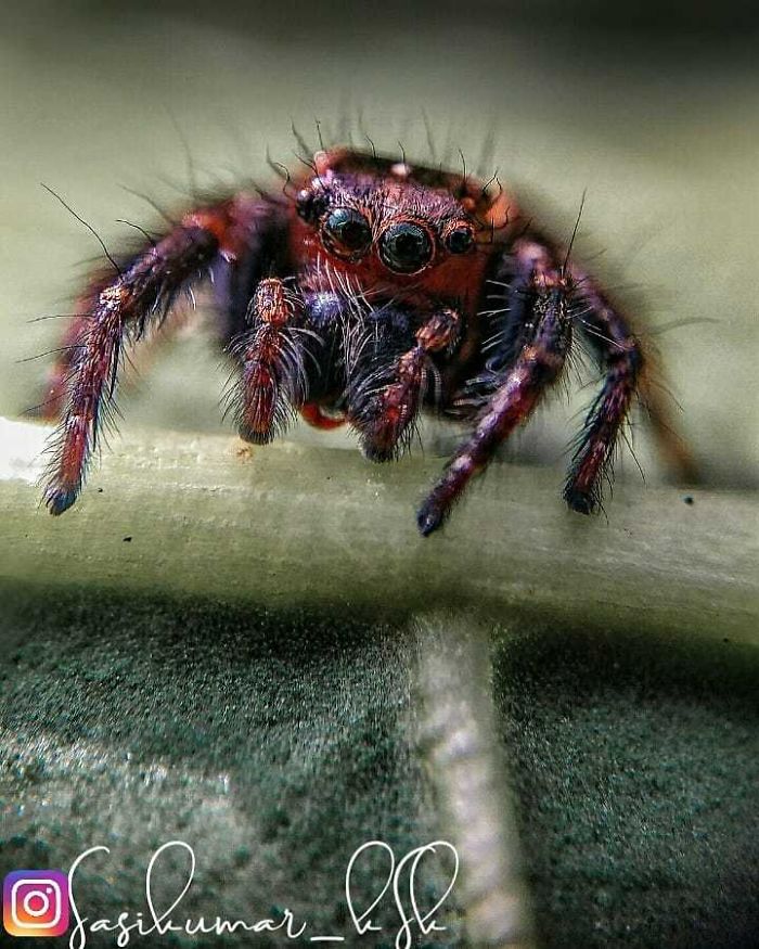 Macro-Smartphone-Photos-Indian-Photographer-Sasi-Kumar