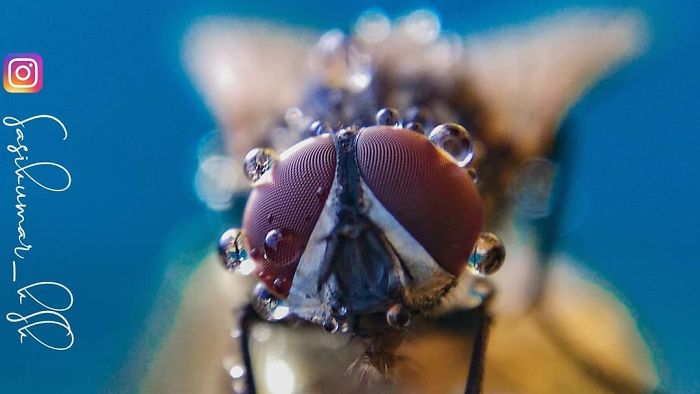 Macro-Smartphone-Photos-Indian-Photographer-Sasi-Kumar