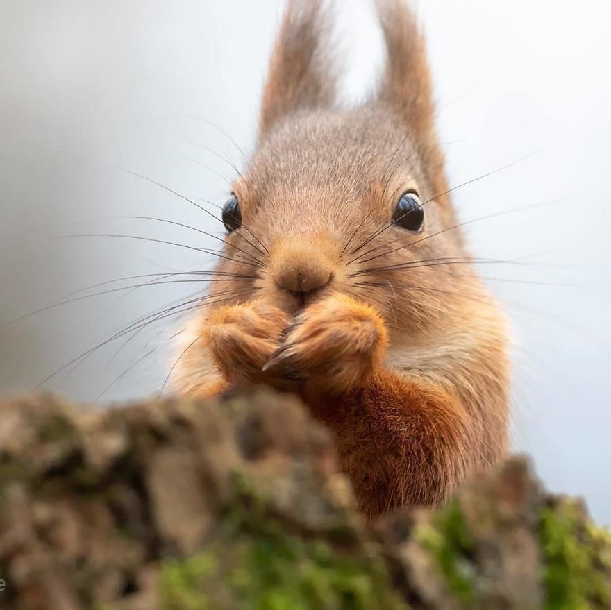 Well Hello Mr Whiskers