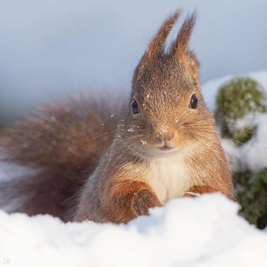 Safe In His Snow Fort