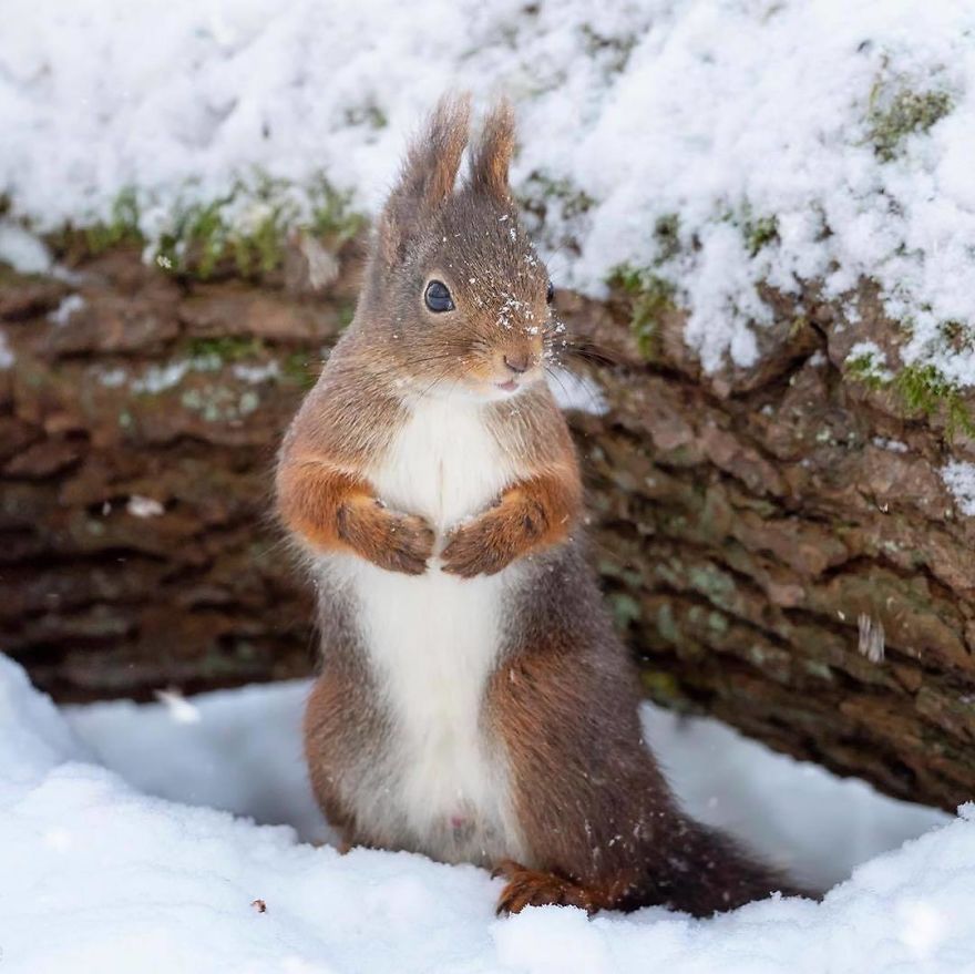 Let’s Build A Snowsquirrel!