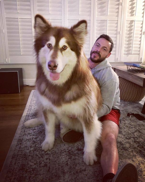 Our Faces, When Asked, Who Finished The Cake. Hint: It Wasn’t The Human